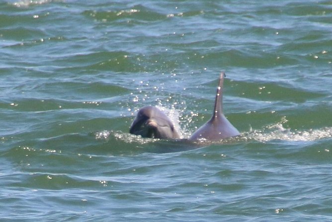 Clearwater Encounters with Dolphins Tour - Wildlife beyond dolphins: what else you might see