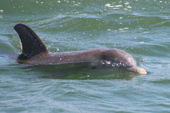 Clearwater Encounters with Dolphins Tour - Best for families, couples, and first-timers to Clearwater
