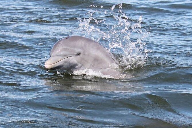 Cocoa Beach Dolphin and Wildlife Tour - Key points to know before you go