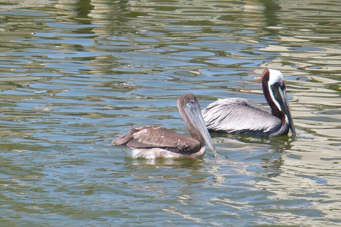 Cocoa Beach Dolphin and Wildlife Tour - Cocoa Beach’s Banana River ecosystem is the star
