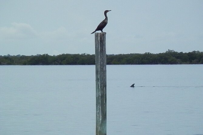 Cocoa Beach Dolphin and Wildlife Tour - Mangrove ecology narration: what you’ll actually learn while watching