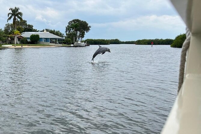 Cocoa Beach Dolphin and Wildlife Tour - Wildlife odds: dolphins, manatees, and the birds you might miss otherwise