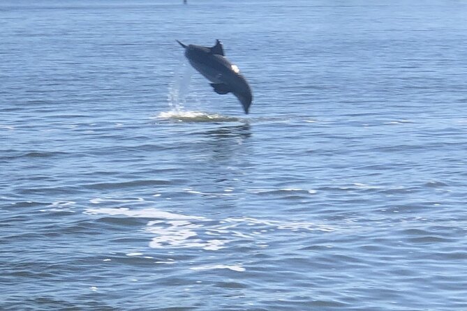 Cocoa Beach Dolphin and Wildlife Tour - What to wear and bring: rain ponchos and cold-water reality