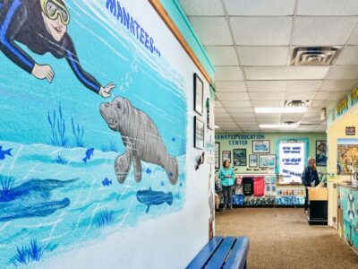 Crystal River: Manatee Snorkel Tour w/ In-Water Photographer - The 25-minute briefing that makes the whole trip smoother