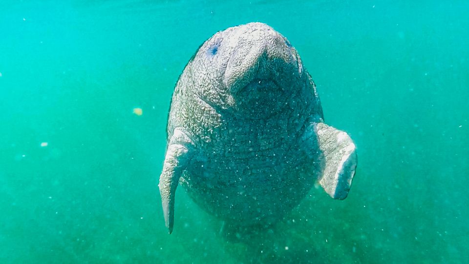 Crystal River: Manatee Snorkel Tour w/ In-Water Photographer - The covered pontoon cruise: warm springs, estuary water, and real pacing