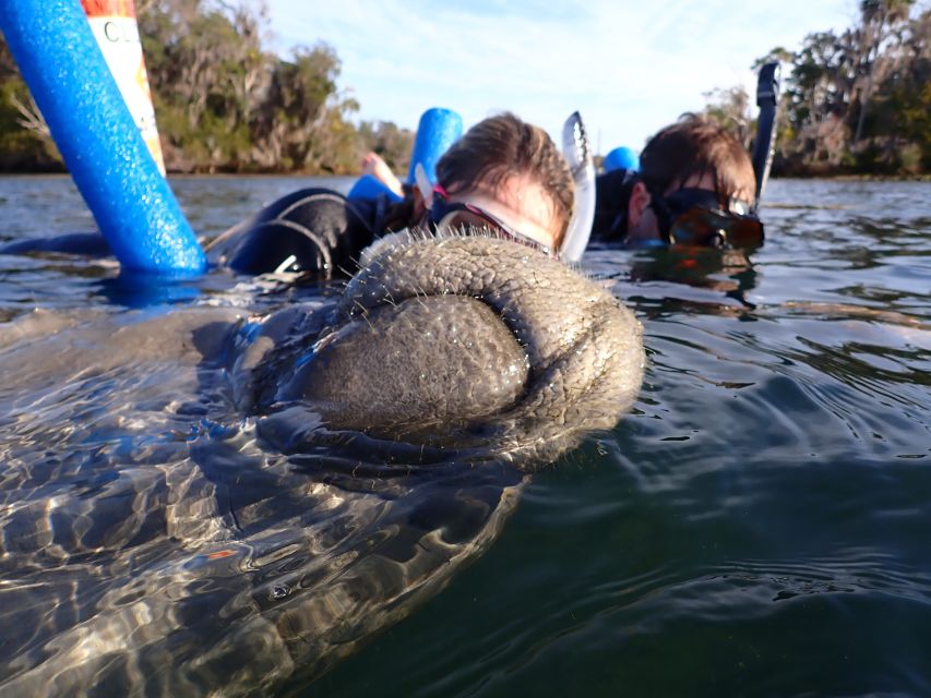 Crystal River: Manatee Snorkel Tour w/ In-Water Photographer - Price and value: what $87 buys in 3 hours