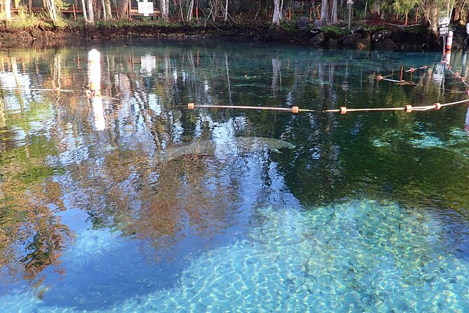 Crystal River Manatee Viewing Cruise - Meet at Explorida, Then Head to Pete’s Pier to Board