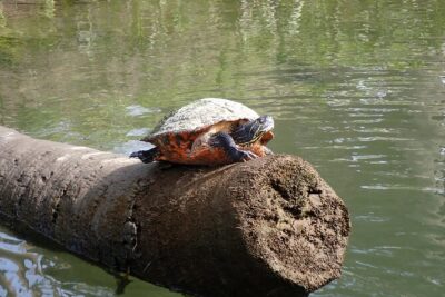 Crystal River Manatee Viewing Cruise - 1.5 Hours on the Water: What the Ride Actually Includes
