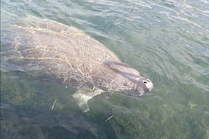 Crystal River Manatee Viewing Cruise - Group Size, Boat Capacity Rules, and Who This Suits