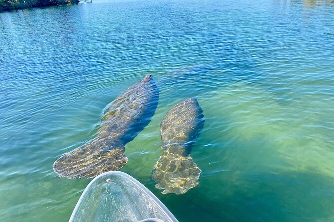 Crystal River Three Sisters Springs and Manatee Clear Kayak Tours - Clear Kayaks in Kings Bay Park: How the Tour Works