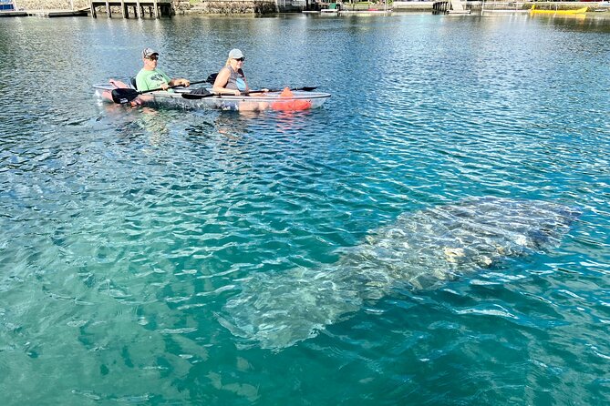 Crystal River Three Sisters Springs and Manatee Clear Kayak Tours - Wildlife, Water Clarity, and Underwater Expectations