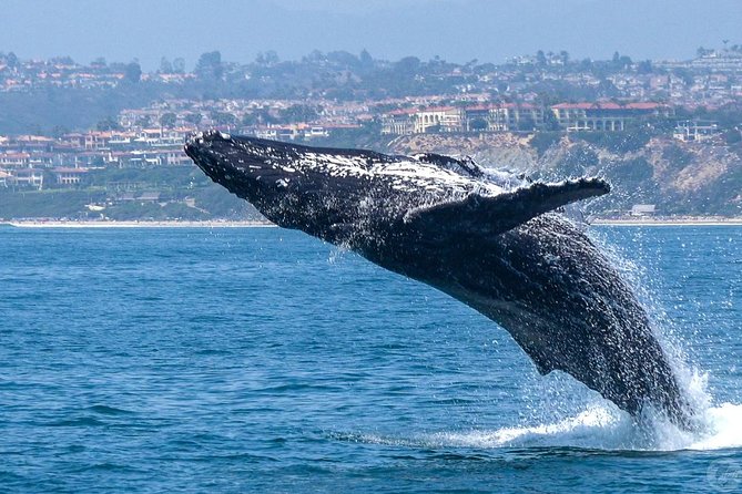 Dana Point Dolphin and Whale Watching with Underwater Viewing - Catamaran Eco-Safari From Dana Point Harbor