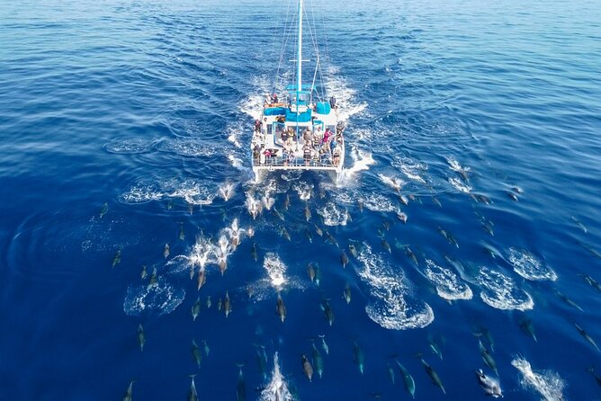 Dana Point Dolphin and Whale Watching with Underwater Viewing - How the cetacean guarantee actually changes your planning
