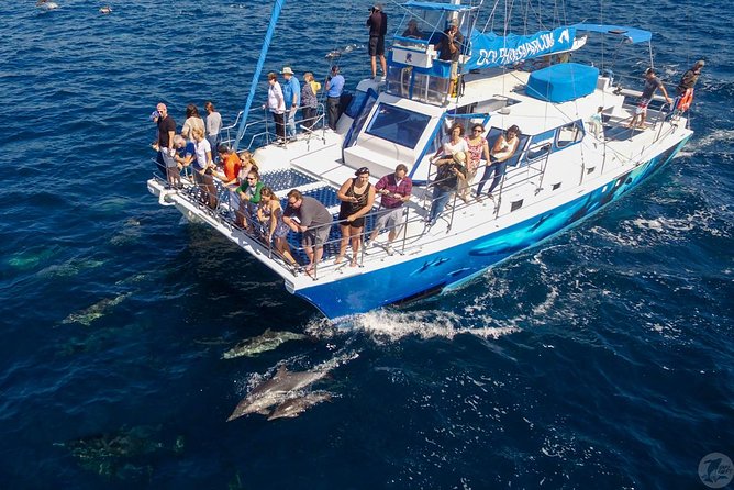 Dana Point Dolphin and Whale Watching with Underwater Viewing - Timing, weather, and comfort on a 2.5-hour ride