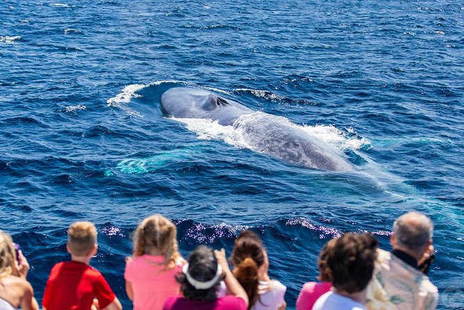 Dana Point Dolphin and Whale Watching with Underwater Viewing - The free brownie finish (and why it’s part of the experience)