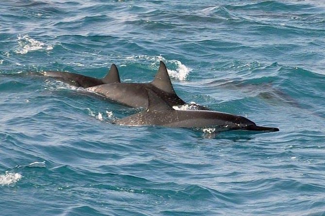 Deluxe Snorkel & Dolphin Watch Aboard a Luxury Catamaran from Kailua-Kona - Who This Tour Fits Best (and Who Might Want Another Option)