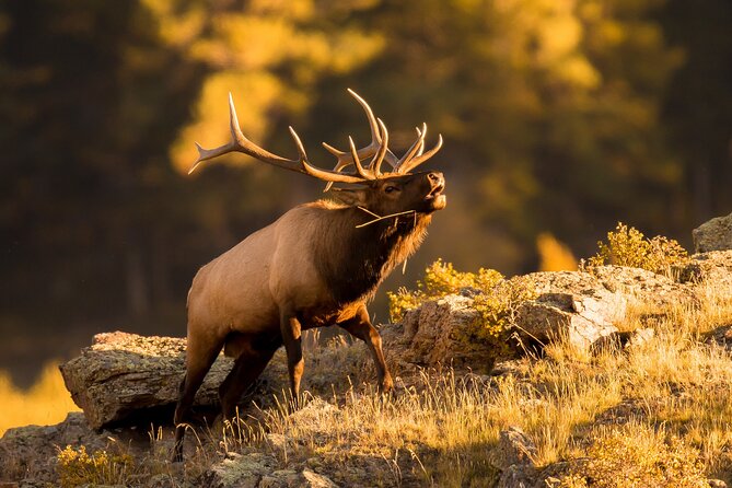 Discover Rocky Mountain National Park - The guide’s role: safe driving, wildlife scanning, and story time that’s actually useful