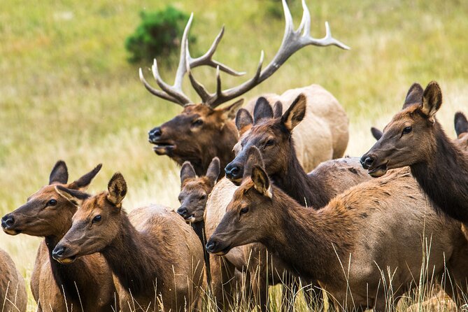 Discover Rocky Mountain National Park - Price and what you truly get: $199 worth it, plus the extras to watch