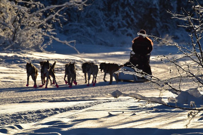 Dog Sledding and Mushing Experience in North Pole - Gear-up like you mean it (and what to bring anyway)
