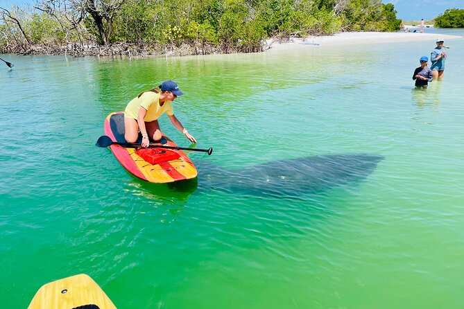 Dolphin and Manatee Adventure Tour of Fort Myers - Key highlights to plan around