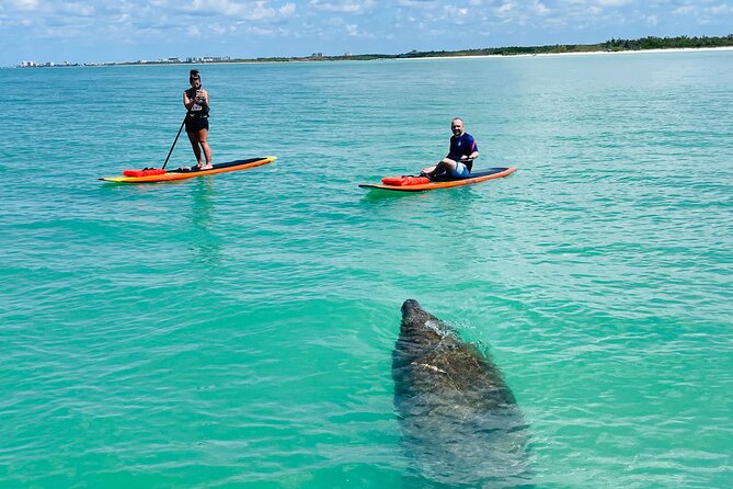 Dolphin and Manatee Adventure Tour of Fort Myers - Paddleboarding for wildlife: how the tour really feels