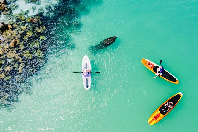 Dolphin and Manatee Adventure Tour of Fort Myers - Out on the water: mangroves, bay water, and careful wildlife searching