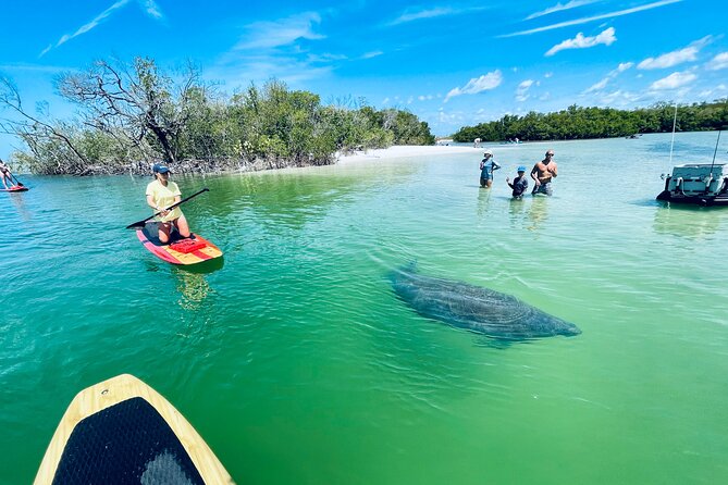 Dolphin and Manatee Adventure Tour of Fort Myers - Wildlife expectations: why sightings vary and what to do about it