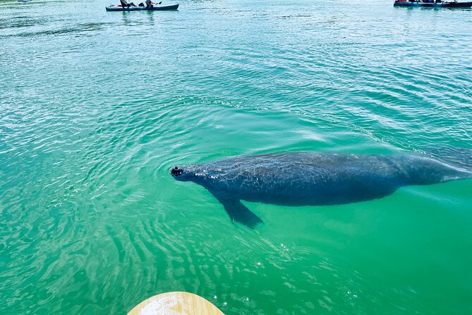 Dolphin and Manatee Adventure Tour of Fort Myers - Who should book this Fort Myers paddleboard adventure