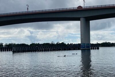 Dolphin and Manatee Stand Up Paddleboard Tour in Daytona Beach - Timing in Daytona: Why the 8:30am and 10:30am Slots Matter
