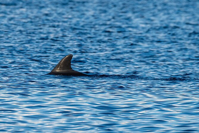 Dolphin and Nature Sunset Cruise from Orange Beach - Sunset Cocktails and Panoramic Views (Golden Hour Feels Better at Sea)