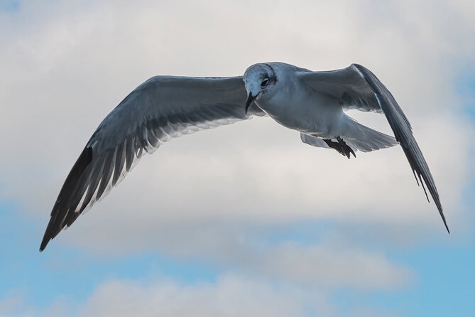 Dolphin and Nature Sunset Cruise from Orange Beach - Photo Tips That Actually Help