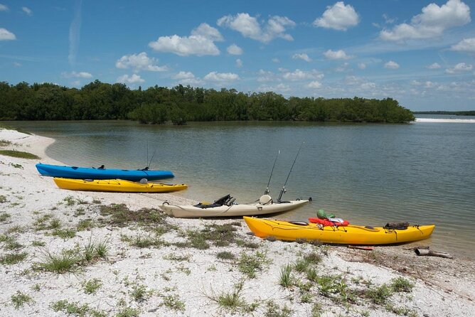 Dolphin and Shelling Cruise for up to 12 people - Key Highlights That Make This Cruise Worth It