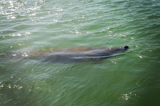 Dolphin and Shelling Cruise for up to 12 people - Meeting at Goodland and Getting Out to Marco Island
