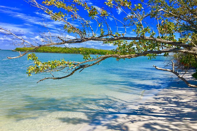 Dolphin and Shelling Cruise for up to 12 people - The Barrier Island Stop: Warm-Water Swim and Shelling Time