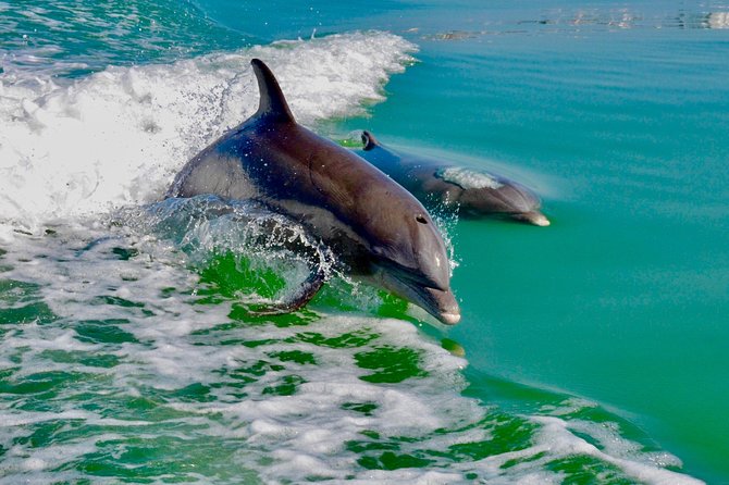 Dolphin and Shelling Cruise for up to 12 people - Price and Value: Why $109 Can Make Sense