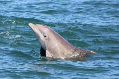 Dolphin and Wildlife Adventure of St. Augustine - Wildlife Spotting Made Realistic (and How to Improve Your Odds)