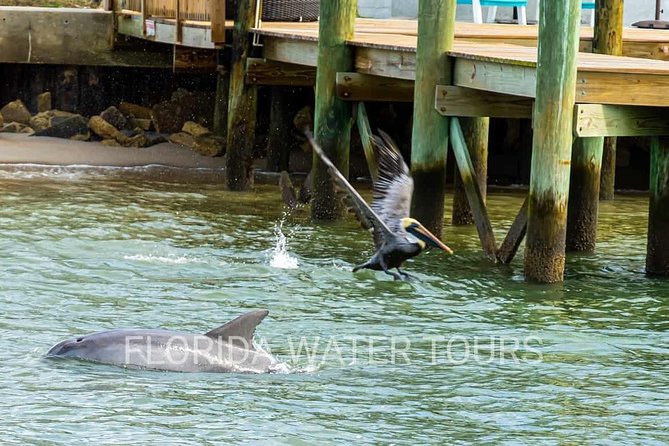 Dolphin and Wildlife Adventure of St. Augustine - How Value Stacks Up at $29 for This Much Water Time