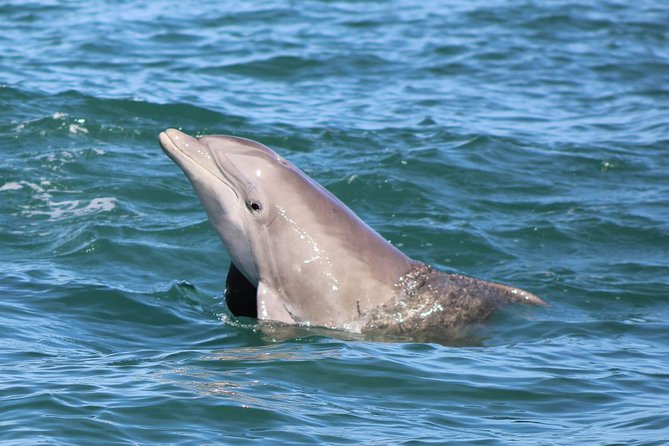 Dolphin and Wildlife Adventure of St. Augustine - Wildlife Spotting Made Realistic (and How to Improve Your Odds)