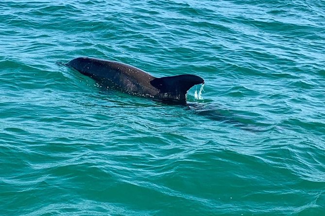 Dolphin Cruise in Destin FL - Photo Stops and Wave-Jumping: Why You Should Dress for Splash Zone