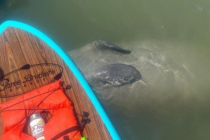 Dolphin, Manatee and SeaTurtle SUP Adventure Tour of St Augustine - SUP vs Kayak: Choosing What Matches Your Comfort Level
