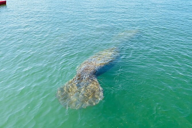 Easy Ride Pedal Kayak Tour Marco Island & Naples (Pedal or Paddle - Photos and memories: included pictures and easy sharing