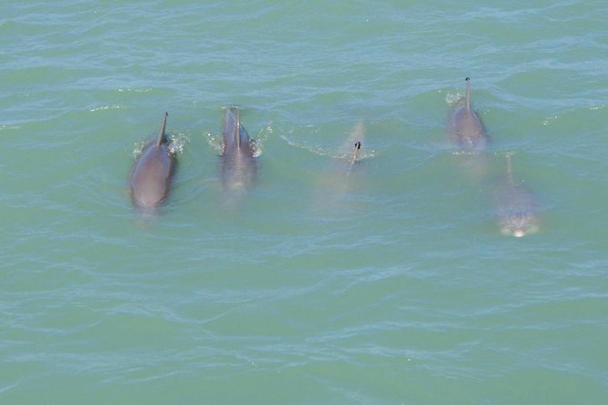 Eco and Dolphin Watch Tour of South Padre Island - Quick Highlights at a Glance