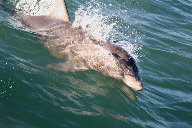 Eco and Dolphin Watch Tour of South Padre Island - Why South Padre’s Dolphin Pods Feel So Immediate