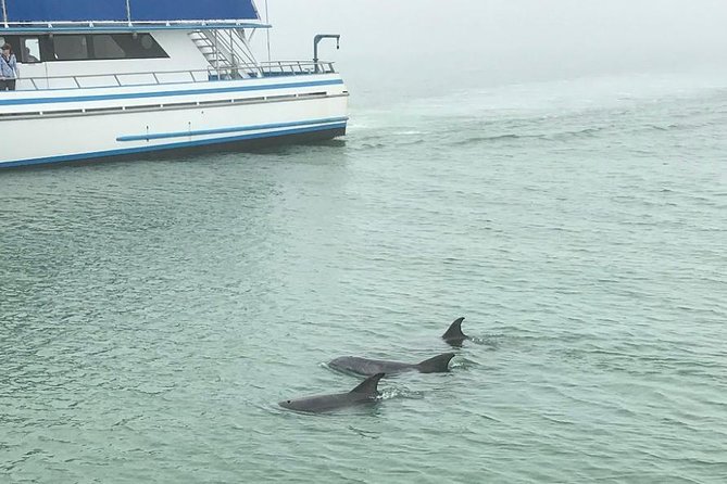 Eco and Dolphin Watch Tour of South Padre Island - What the Crew Says You’ll See: Dolphins Plus a Whole Food Web