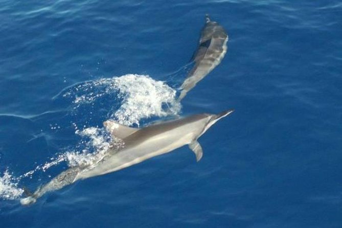 Eco and Dolphin Watch Tour of South Padre Island - Comfort Matters: Seats, Shade, and Staying Pleasant on the Water