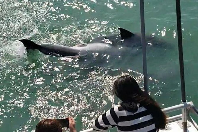 Eco and Dolphin Watch Tour of South Padre Island - Families, Kids, and the Adult Supervision Factor