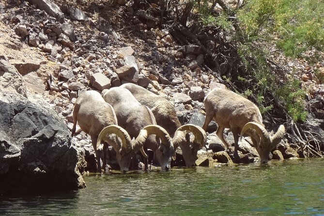 Emerald Cave & Black Canyon Kayak Tour with Vegas Pickup - How the Guides Make It Work for First-Timers and Pros