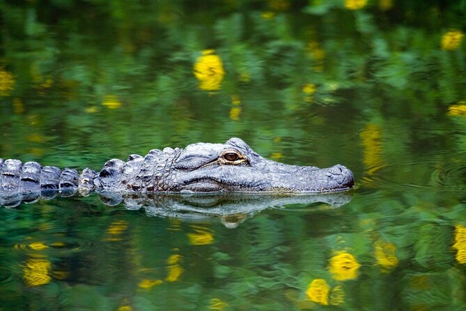 Everglades Airboat Safari Adventure with Transportation - The Airboat Safari Through Mangroves: Safety Routes and a 40-Minute Thrill