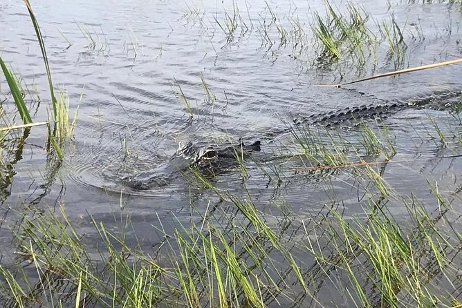 Everglades Airboat Safari Adventure with Transportation - Alligator Expectations: What You Can Actually Plan For