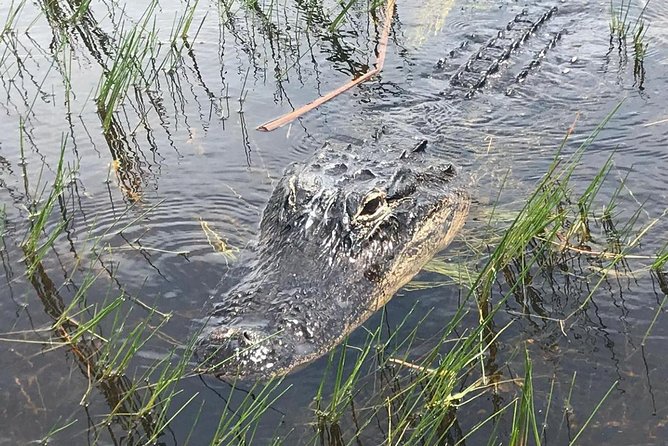 Everglades Airboat Safari Adventure with Transportation - Who This Everglades Airboat Tour Suits Best